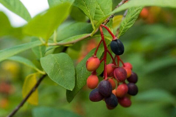 4 Reasons Why You May Want to Buy Damson Tree or Two
